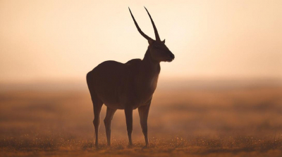 Задержанного с тушами 5 сайгаков в Актюбинской области подозревают в браконьерстве